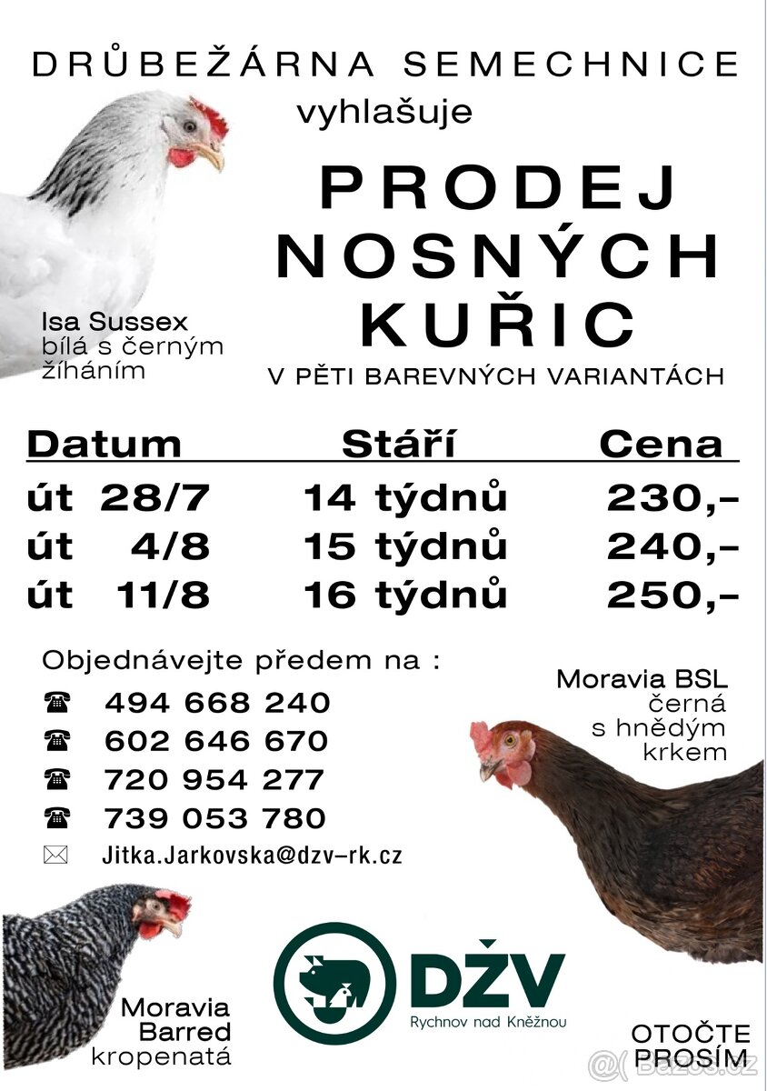 Nosné kuřice 14-16 týdnů, pět barev na výběr