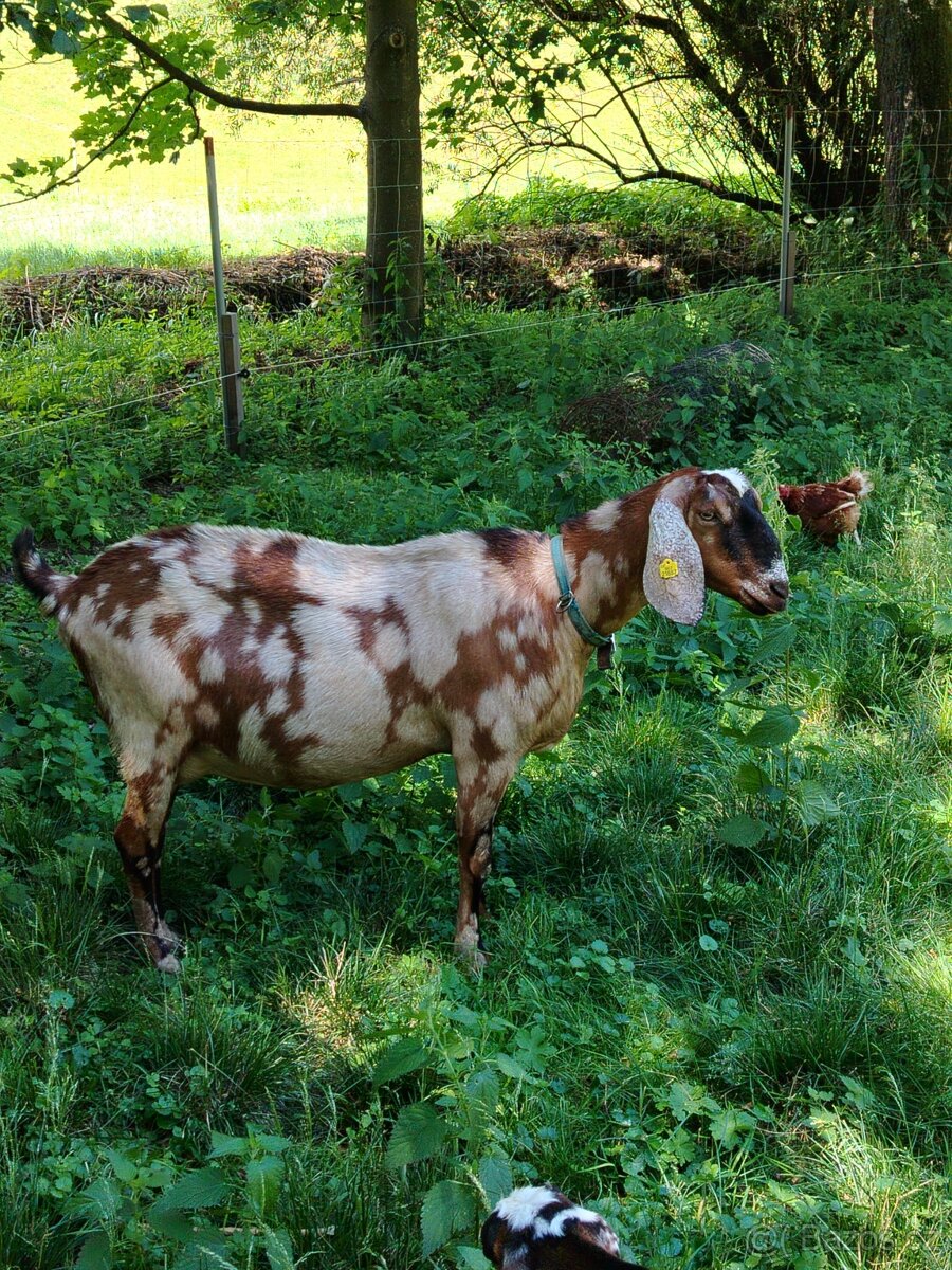 AN koza