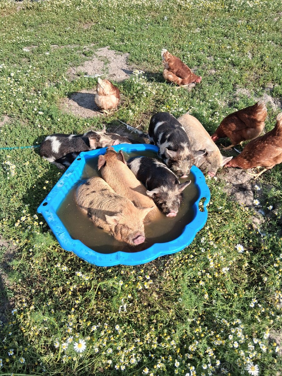 Selátka Kune kune