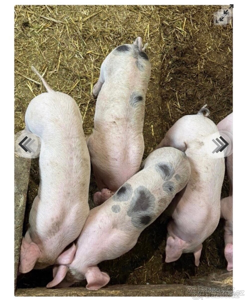 Selata