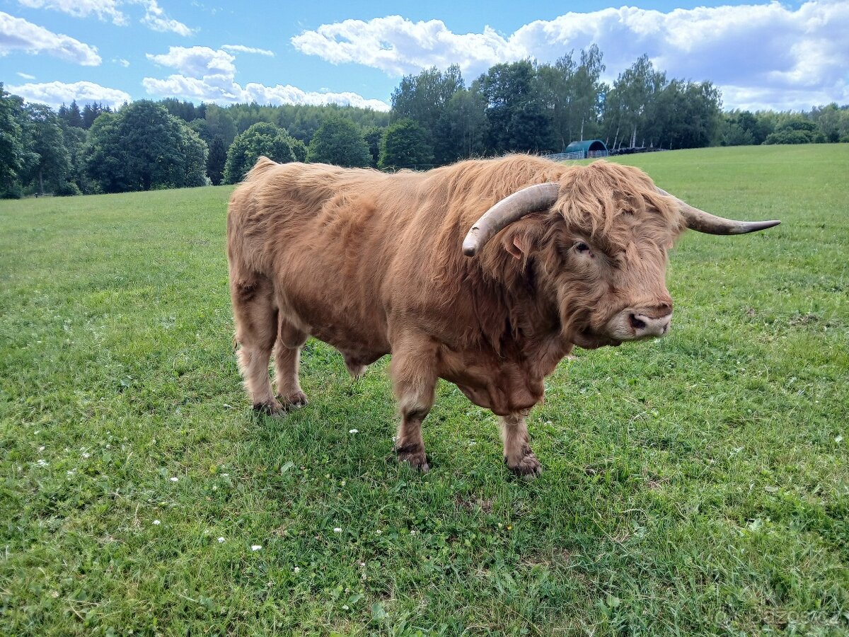 Prodám plemenného býka Highland