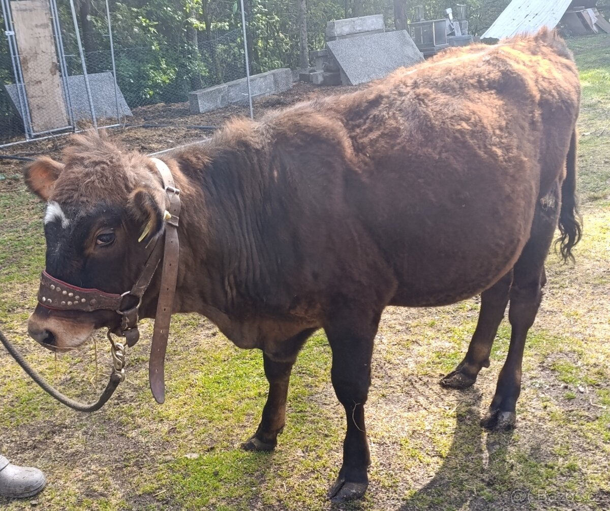 Jersey kříženka
