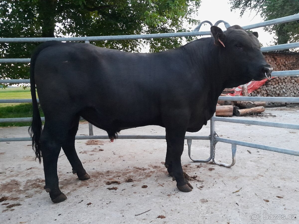 Prodám  plemenné býky Aberdeen Angus