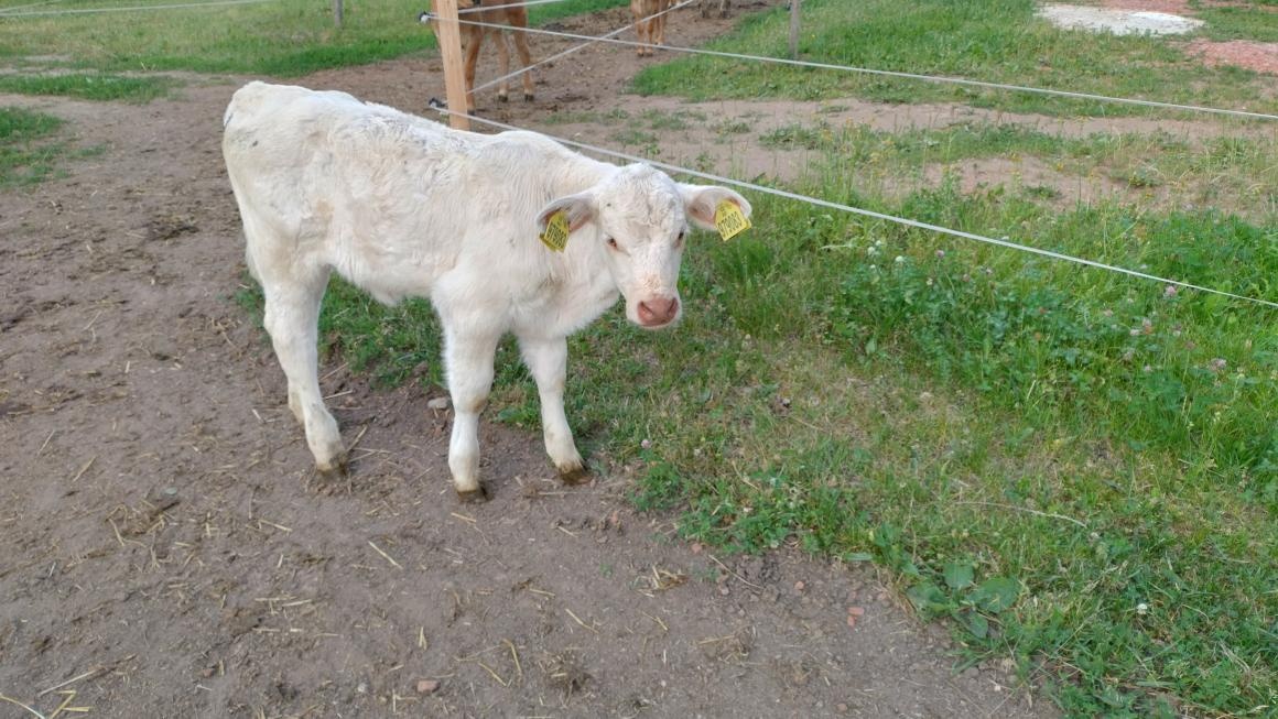 Tele jalovička Charolais