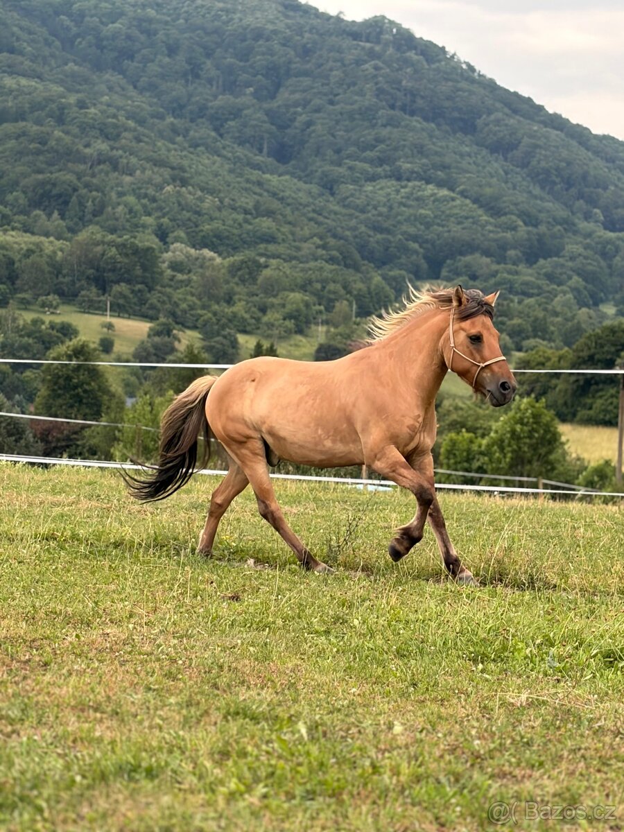 Fjordský kůň - valach a kobyla na prodej nebo výměnu