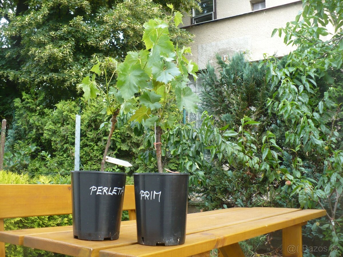 Víno bezpeckové rezistentní PIWI  z Rakouska  160 za kus
