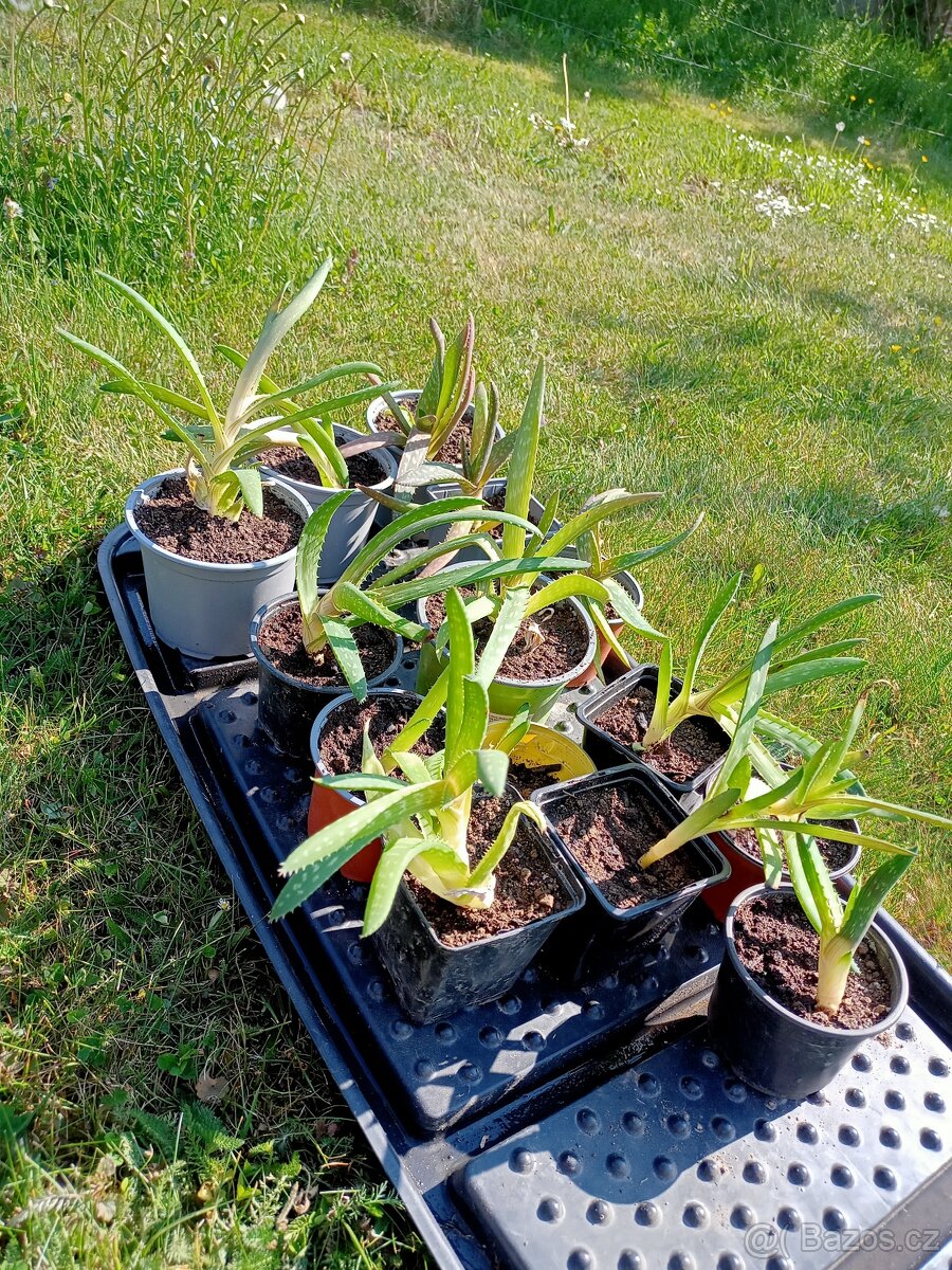 Aloe vera - sazenice