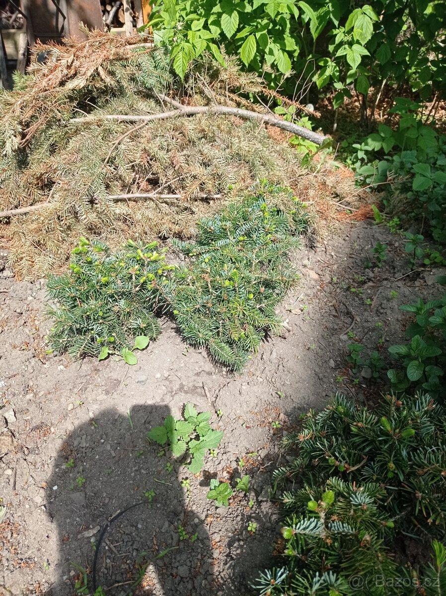 Sazenice jedle kavkazské- svazky po 12 kusech